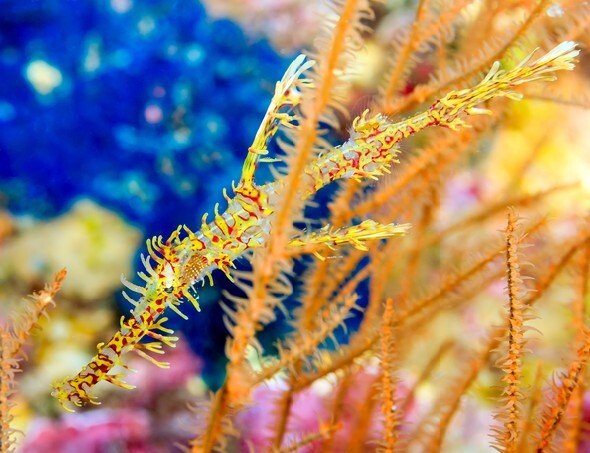 Ornate Ghost Pipefish hiding amongst coral on an underwater shipwreck